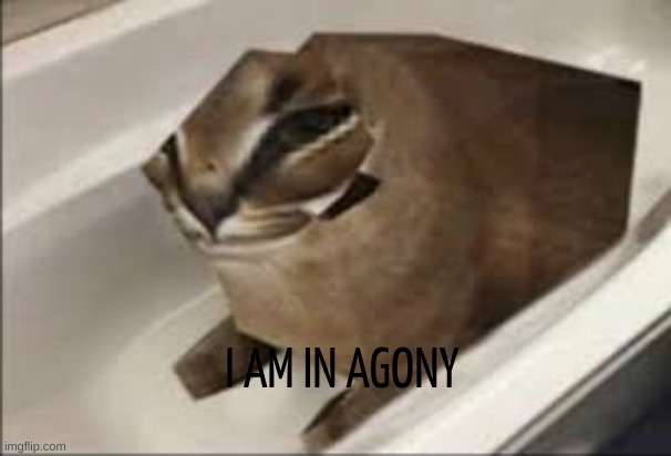 I AM IN AGONY | image tagged in floppa | made w/ Imgflip meme maker
