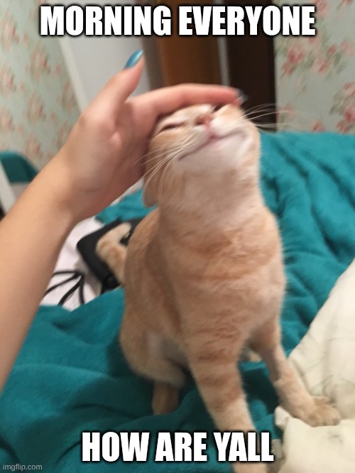 :> | MORNING EVERYONE; HOW ARE YALL | image tagged in cat pat | made w/ Imgflip meme maker