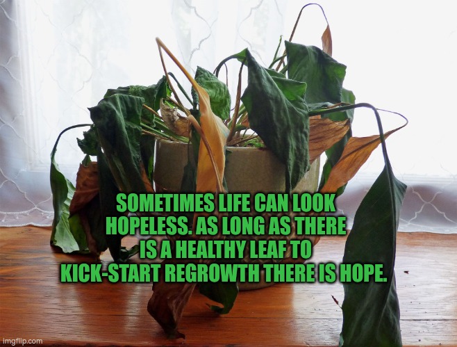 Sometimes life can look hopeless. As long as there is a healthy leaf to kick-start regrowth there is hope. | SOMETIMES LIFE CAN LOOK HOPELESS. AS LONG AS THERE IS A HEALTHY LEAF TO KICK-START REGROWTH THERE IS HOPE. | image tagged in new start,hope,autism,leaf,plant | made w/ Imgflip meme maker