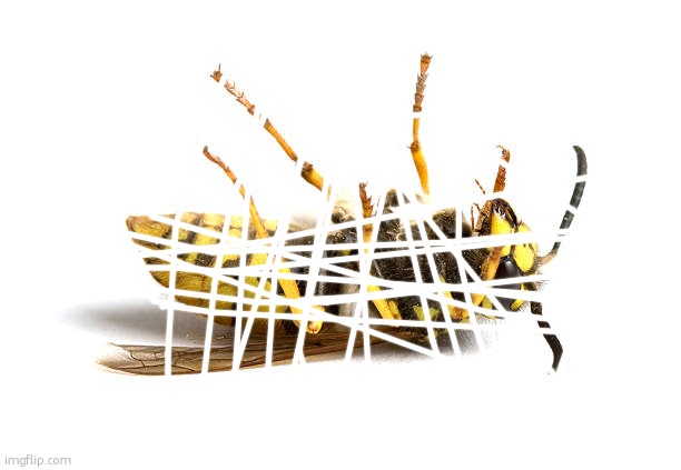 i literally warned him in advance bro. | image tagged in wasp | made w/ Imgflip meme maker