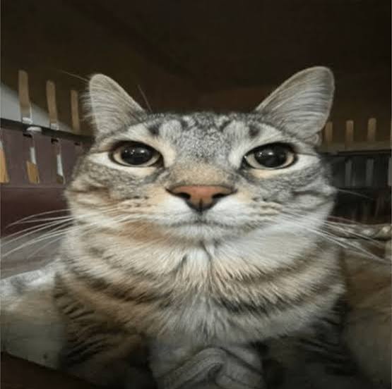 Car Blank Meme Template