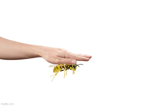 treat wasps with respect | made w/ Imgflip meme maker