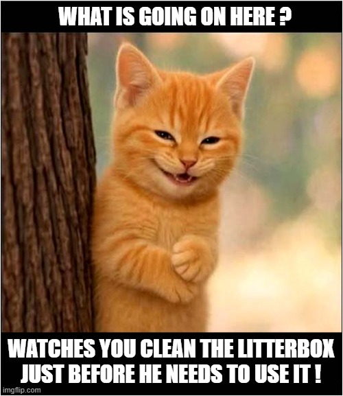 Now That's One Mean Cat ! | WHAT IS GOING ON HERE ? WATCHES YOU CLEAN THE LITTERBOX JUST BEFORE HE NEEDS TO USE IT ! | image tagged in cats,mean,litterbox | made w/ Imgflip meme maker