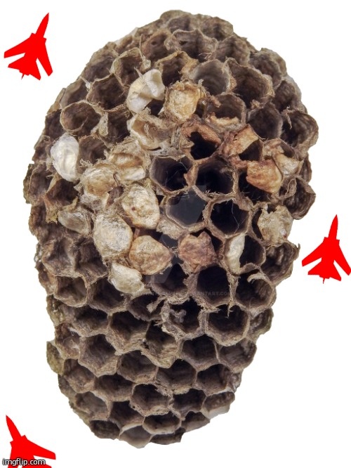 yo wasps watch your mouth ive got three armed american f-14 tomcats circling your airspace | image tagged in wasp nest | made w/ Imgflip meme maker
