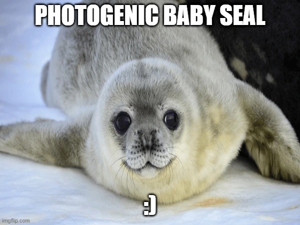baby seal | PHOTOGENIC BABY SEAL; :) | image tagged in seals,cute animals | made w/ Imgflip meme maker