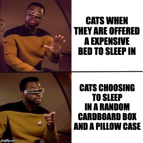 Geordi Drake | CATS WHEN THEY ARE OFFERED A EXPENSIVE BED TO SLEEP IN; CATS CHOOSING TO SLEEP IN A RANDOM CARDBOARD BOX AND A PILLOW CASE | image tagged in geordi drake,memes,star trek,cats,pets | made w/ Imgflip meme maker