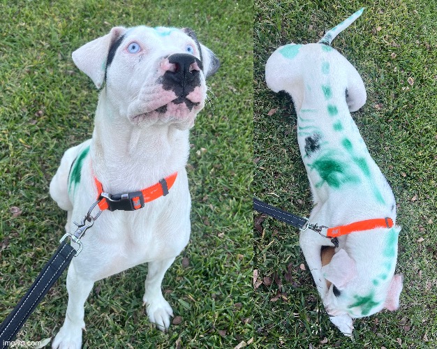 aint it so purty | made w/ Imgflip meme maker