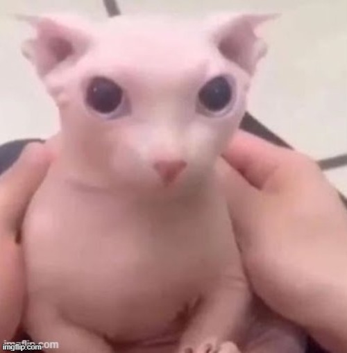 image tagged in bingus | made w/ Imgflip meme maker