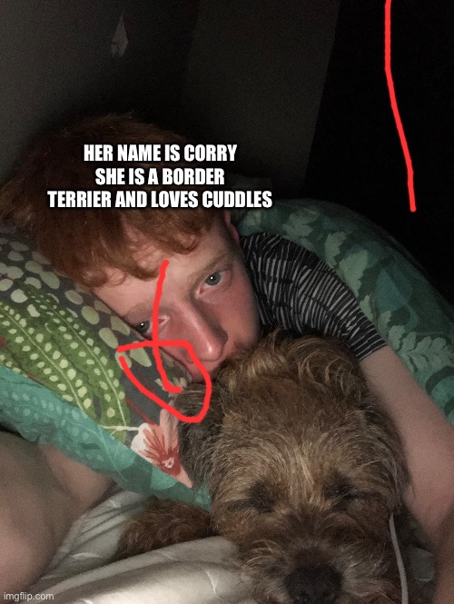 HER NAME IS CORRY
SHE IS A BORDER TERRIER AND LOVES CUDDLES | made w/ Imgflip meme maker