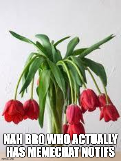 Wilted Flowers | NAH BRO WHO ACTUALLY HAS MEMECHAT NOTIFS | image tagged in wilted flowers | made w/ Imgflip meme maker
