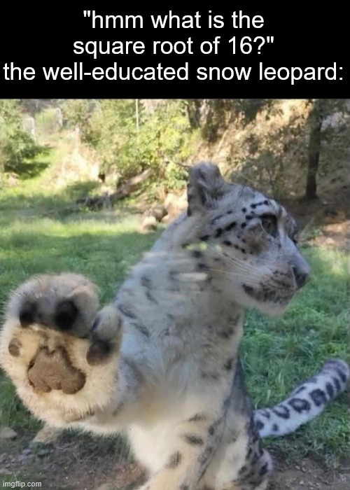 "hmm what is the square root of 16?"
the well-educated snow leopard: | made w/ Imgflip meme maker