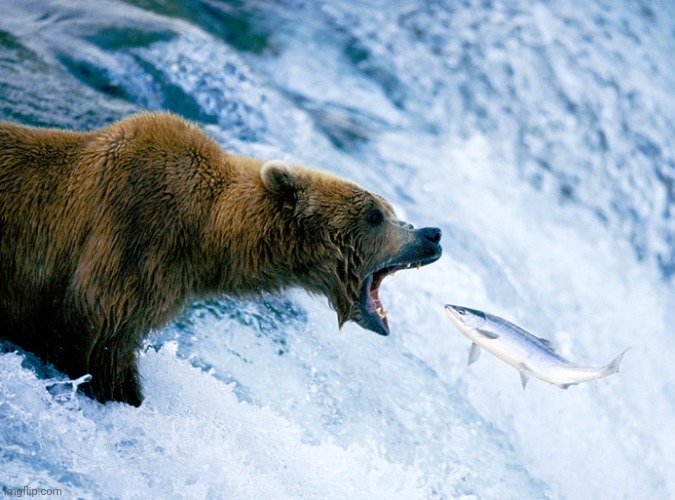Fish and bear | image tagged in fish and bear | made w/ Imgflip meme maker
