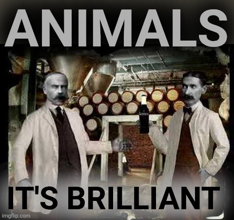 Brilliant! | ANIMALS IT'S BRILLIANT | image tagged in brilliant | made w/ Imgflip meme maker