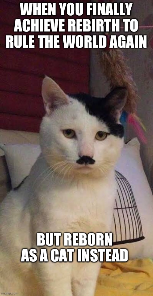 Sad little kitler | WHEN YOU FINALLY ACHIEVE REBIRTH TO RULE THE WORLD AGAIN; BUT REBORN AS A CAT INSTEAD | image tagged in dark humor,adolf hitler,cats,dark | made w/ Imgflip meme maker