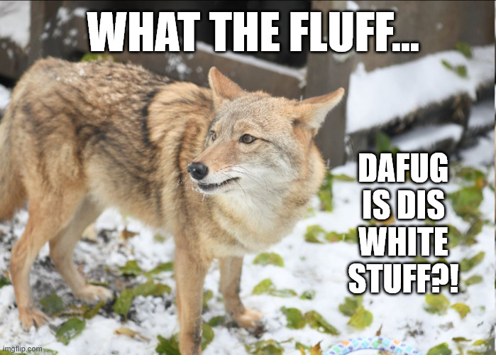 Hello Winter | WHAT THE FLUFF... DAFUG IS DIS WHITE STUFF?! | image tagged in coyote,winter | made w/ Imgflip meme maker