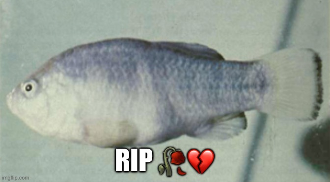 This fish was extinct in 1981 | RIP 🥀💔 | image tagged in tecopa pupfish,1981,extinction | made w/ Imgflip meme maker