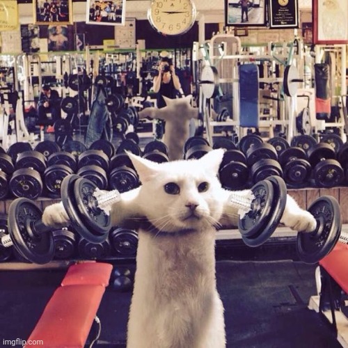 Gym Cat | image tagged in gym cat | made w/ Imgflip meme maker
