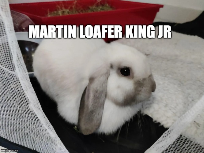bnuuy of the day 10/11 | MARTIN LOAFER KING JR | image tagged in bnuuy,bunny | made w/ Imgflip meme maker