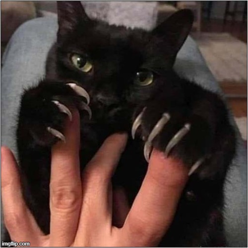 Fear My Claws ! | image tagged in cats,fear,claws | made w/ Imgflip meme maker