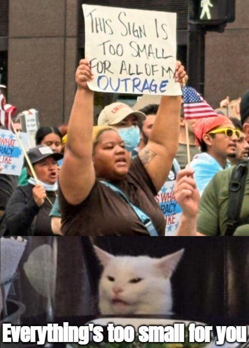 Everything's too small for you | image tagged in funny,smudge the cat | made w/ Imgflip meme maker