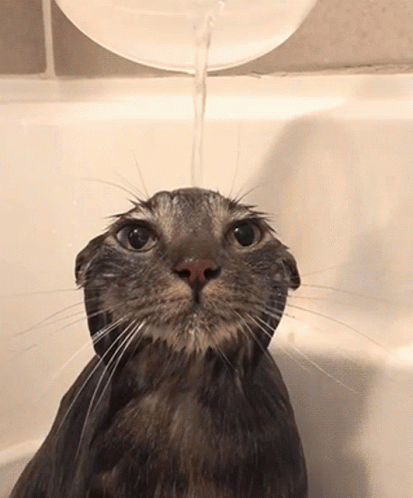 Cat in sink Blank Meme Template