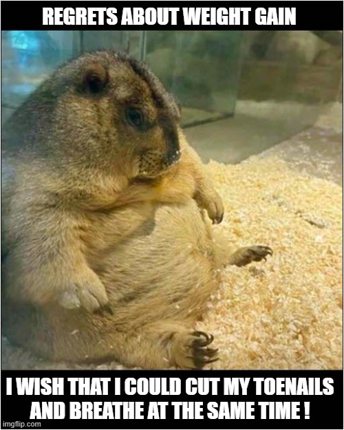 I Relate To This Fat Marmot ! | REGRETS ABOUT WEIGHT GAIN; I WISH THAT I COULD CUT MY TOENAILS
AND BREATHE AT THE SAME TIME ! | image tagged in marmots,weight gain,breathe,toenails,cutting | made w/ Imgflip meme maker