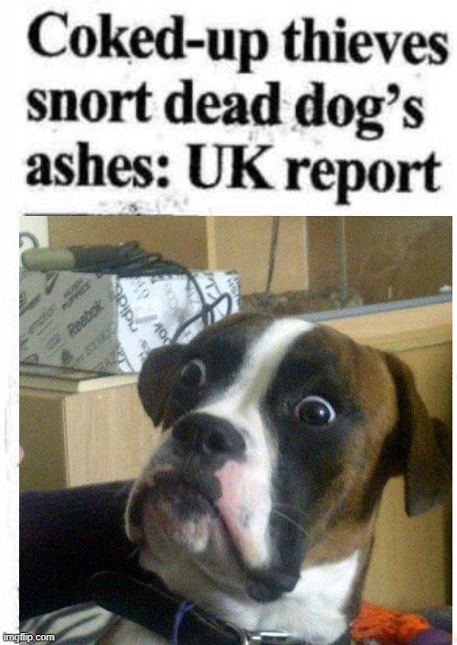 Dead Dog | image tagged in headlines | made w/ Imgflip meme maker