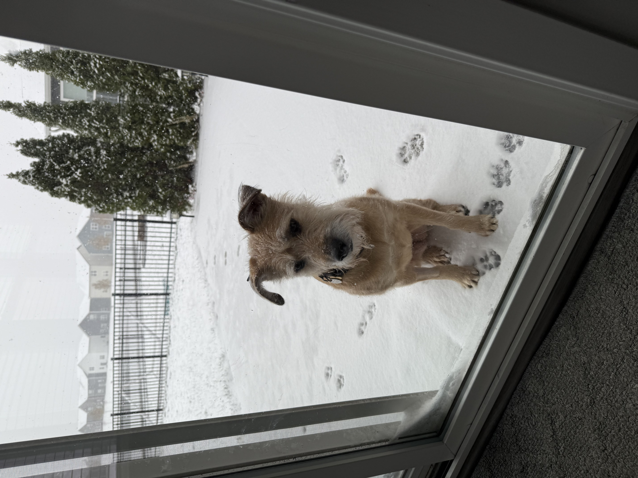 Cleo Blank Meme Template