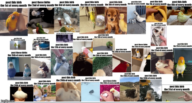 birb posting final boss | image tagged in birb | made w/ Imgflip meme maker