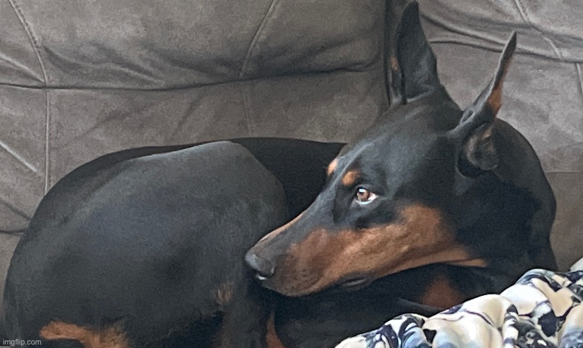 She’s so adorable | made w/ Imgflip meme maker