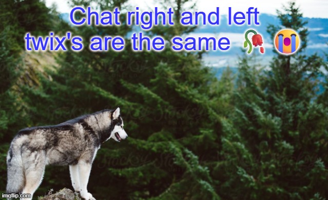 Who knew? | Chat right and left twix's are the same 🥀😭 | image tagged in husky | made w/ Imgflip meme maker