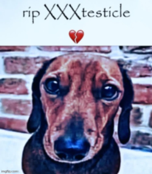 i found this website with unreleased xxxtentacion songs, its called xvideos.com | image tagged in xxxtesticle | made w/ Imgflip meme maker