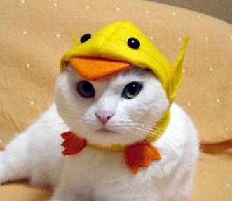 Duck hat cat Blank Meme Template