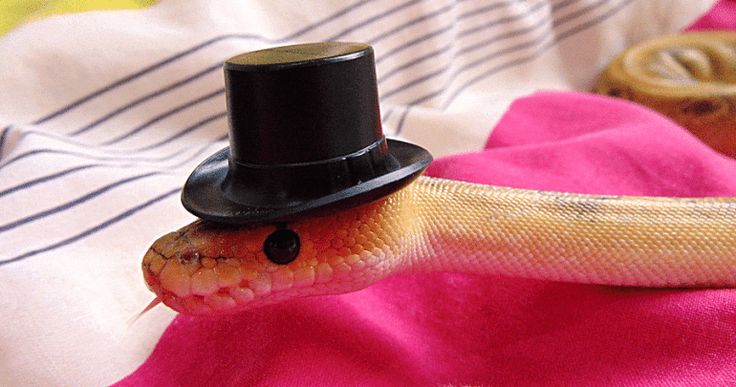 snake top hat Blank Meme Template