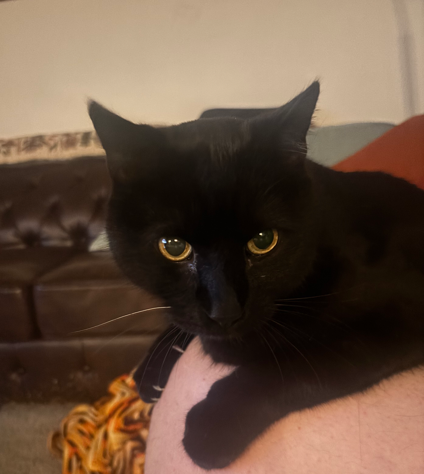 Black bossy cat Blank Meme Template