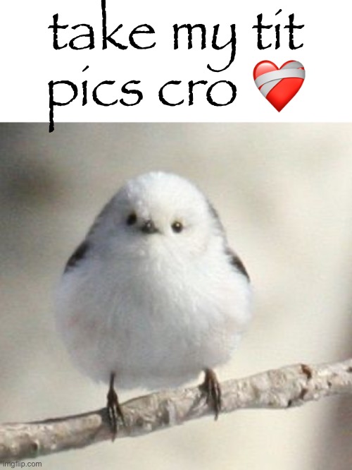 tit | take my tit pics cro ❤️‍🩹 | image tagged in long tailed tit | made w/ Imgflip meme maker