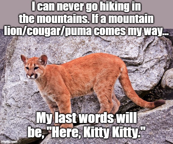 Yep. | I can never go hiking in the mountains. If a mountain lion/cougar/puma comes my way... My last words will be, "Here, Kitty Kitty." | image tagged in lion,cougar | made w/ Imgflip meme maker