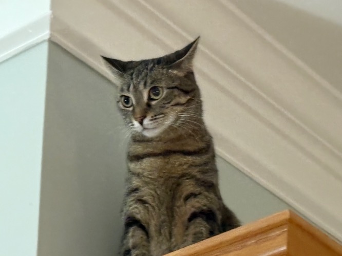 my cat hazel | made w/ Imgflip meme maker