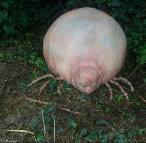 Dafuq Is This | image tagged in dafuq,what is it,cursed images,creepy,weird stuff,cursed | made w/ Imgflip meme maker