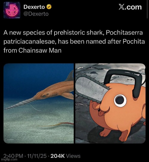 image tagged in csm,pochita | made w/ Imgflip meme maker