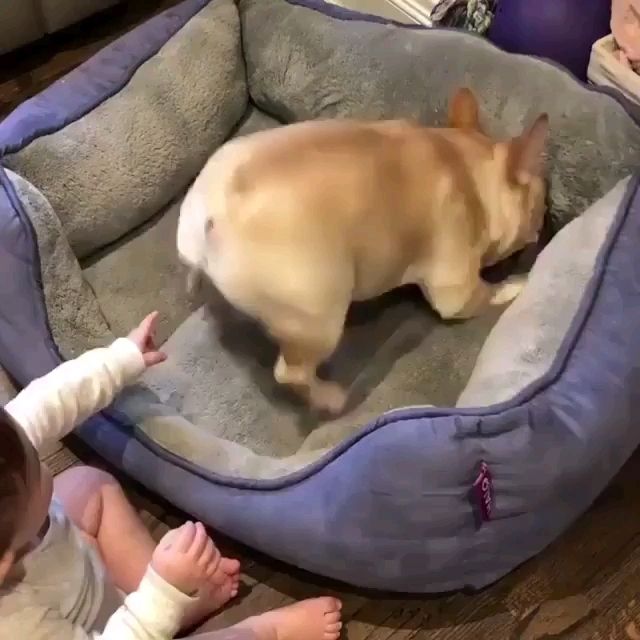 Dog Bed Toddler Finger Blank Meme Template