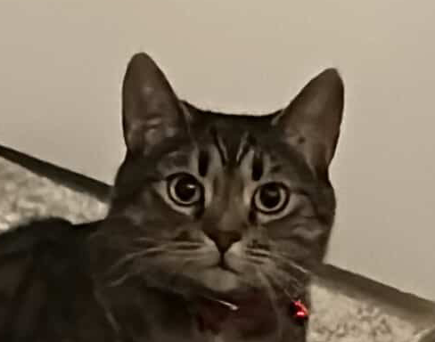 funny hat Blank Meme Template