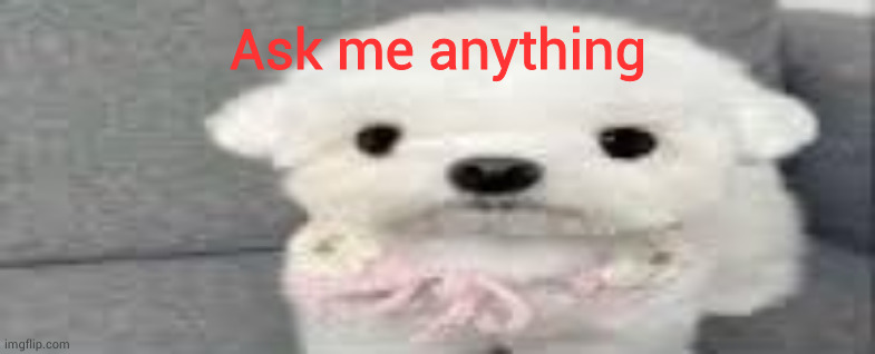 Dog stating | Ask me anything | image tagged in dog stating | made w/ Imgflip meme maker