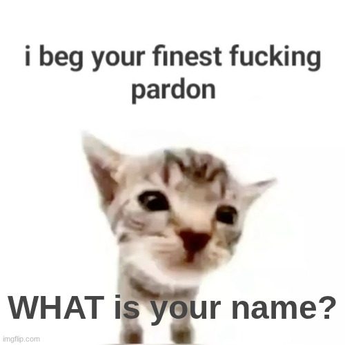 I beg your finest pardon | WHAT is your name? | image tagged in i beg your finest pardon | made w/ Imgflip meme maker