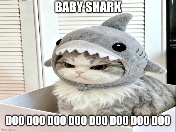 That's One Hungry Kitty | BABY SHARK; DOO DOO DOO DOO DOO DOO DOO DOO | image tagged in killer whale | made w/ Imgflip meme maker