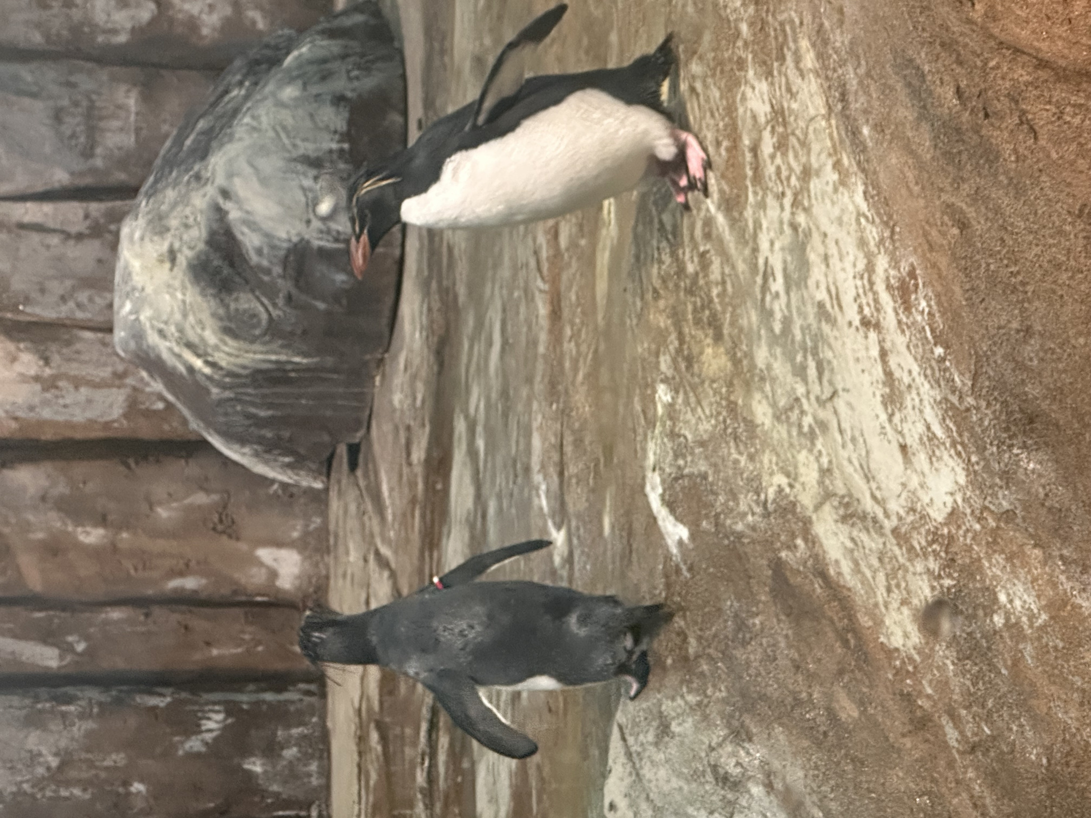 Penguin Blank Meme Template