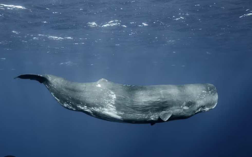 Whale Blank Meme Template