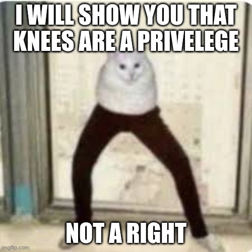 Never make a cat angry | I WILL SHOW YOU THAT KNEES ARE A PRIVELEGE; NOT A RIGHT | image tagged in funny | made w/ Imgflip meme maker