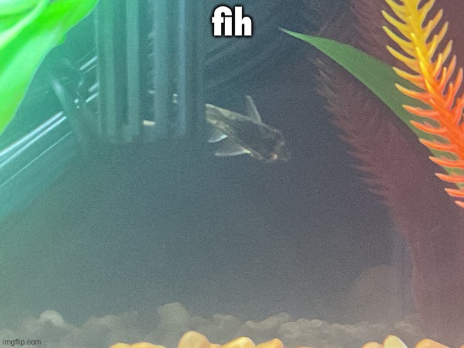 fih | made w/ Imgflip meme maker
