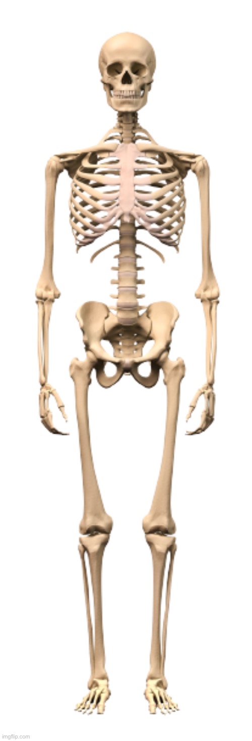 Full Body Skeleton | image tagged in full body skeleton | made w/ Imgflip meme maker